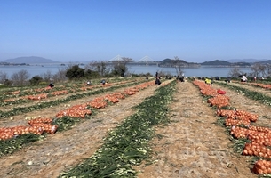 전남도, 양파 수급안정 위한 소비촉진 캠페인